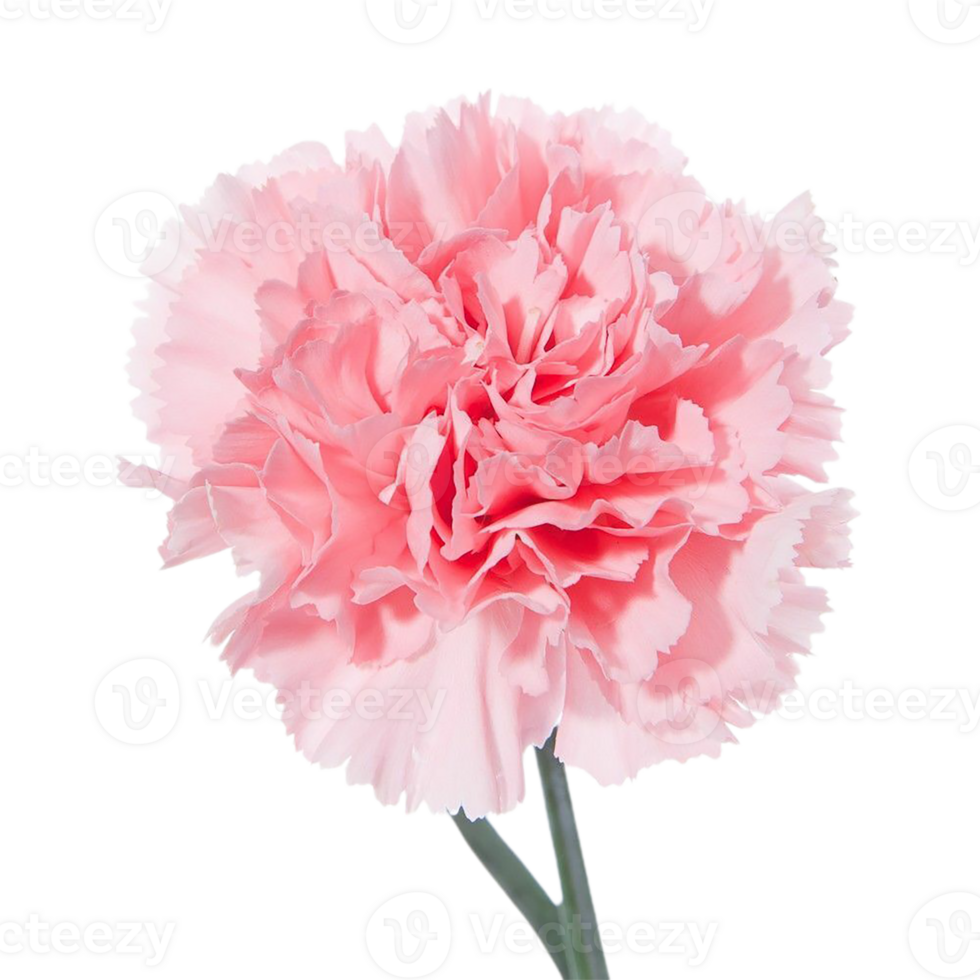 carnation flower png transparent background