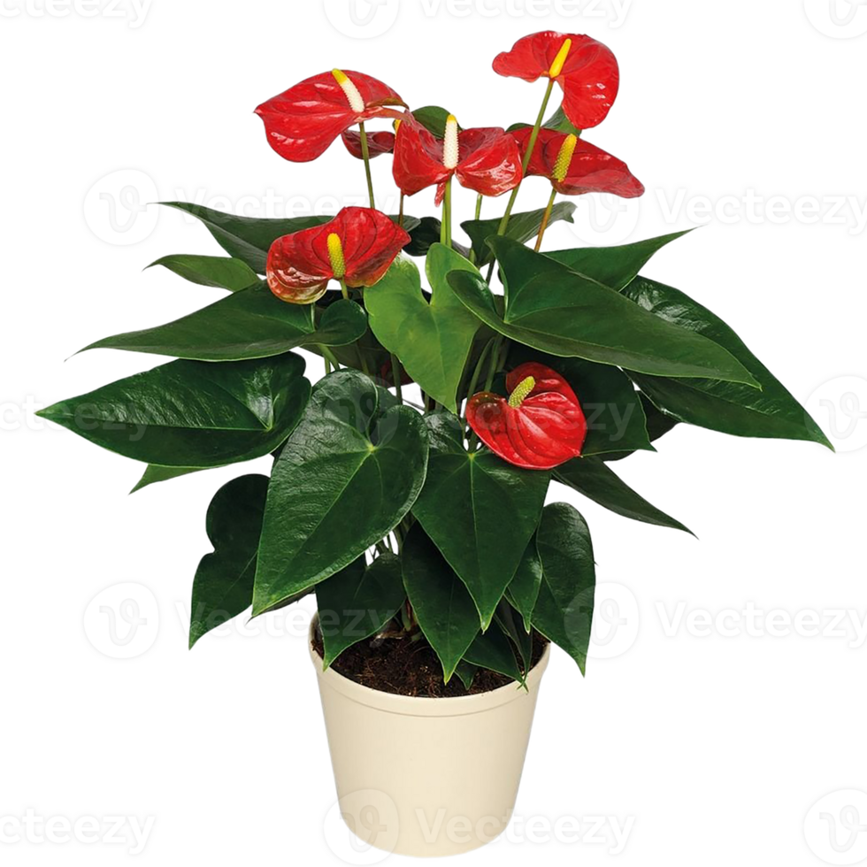 Anthurium flower png transparent background