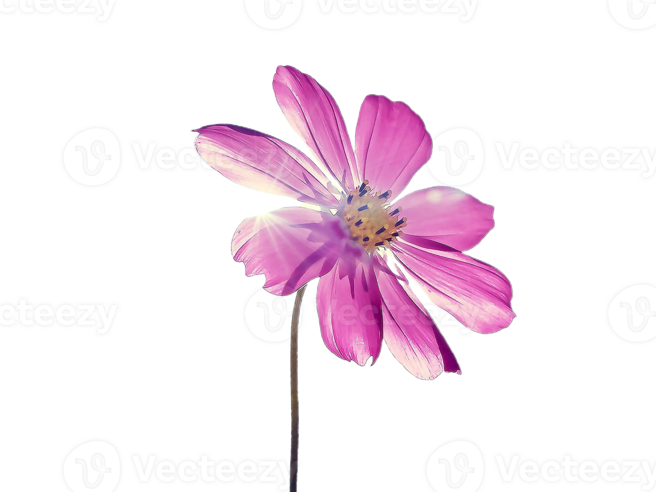 Cosmos flower png transparent background