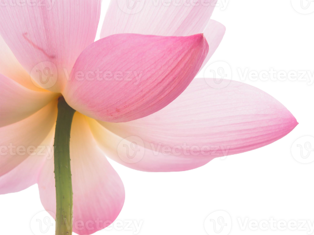 lotus flower png transparent background