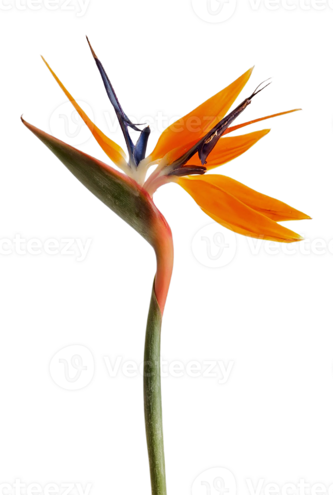 vogel van paradijs bloem PNG transparant achtergrond