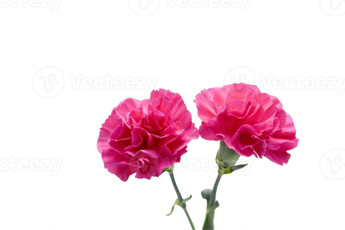carnation flower png transparent background