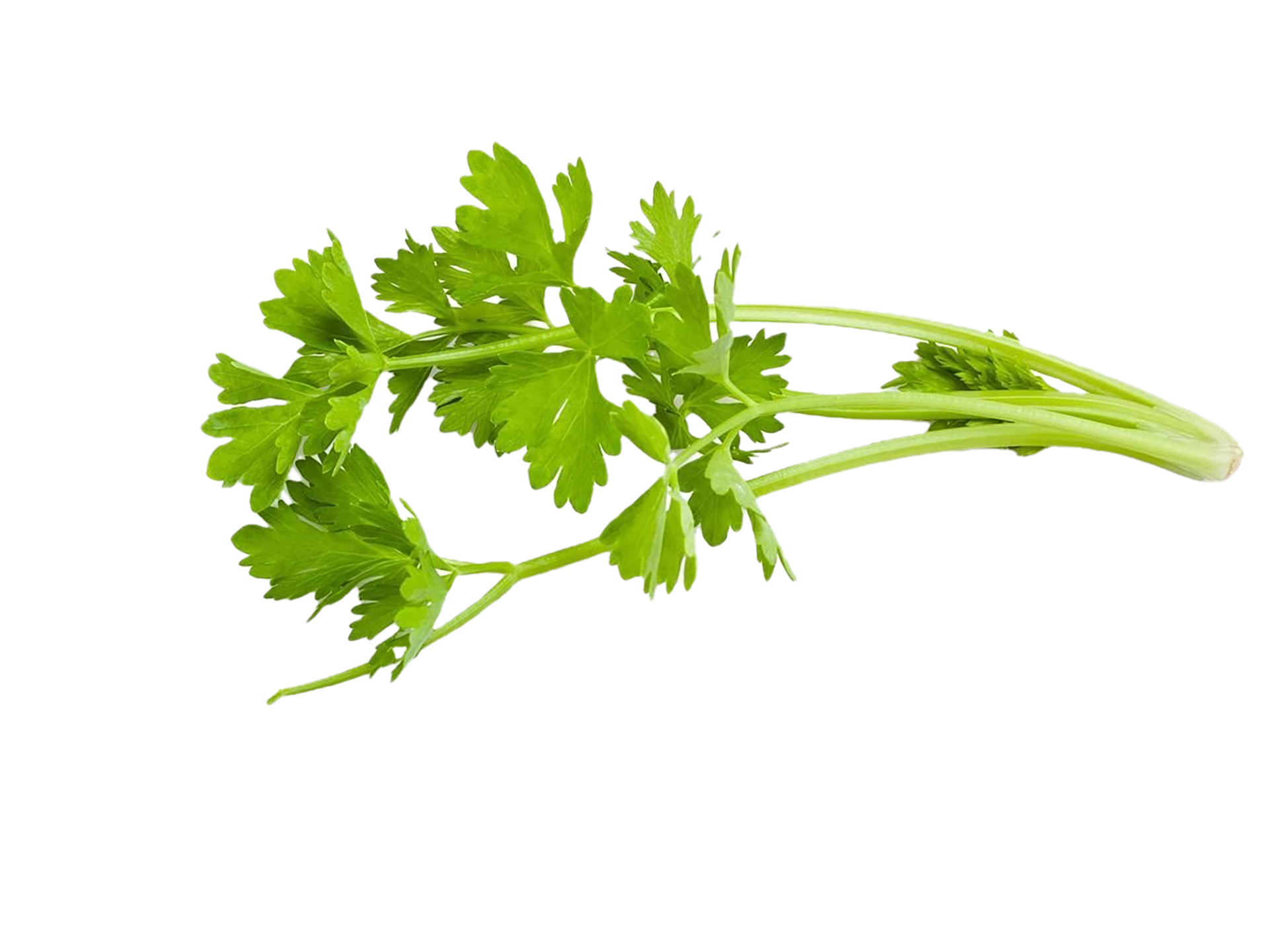 celery png transparent background 29711250 PNG