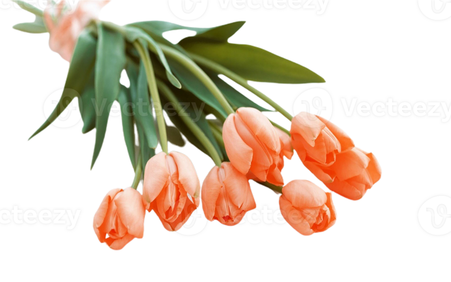 Tulip flower png transparent background