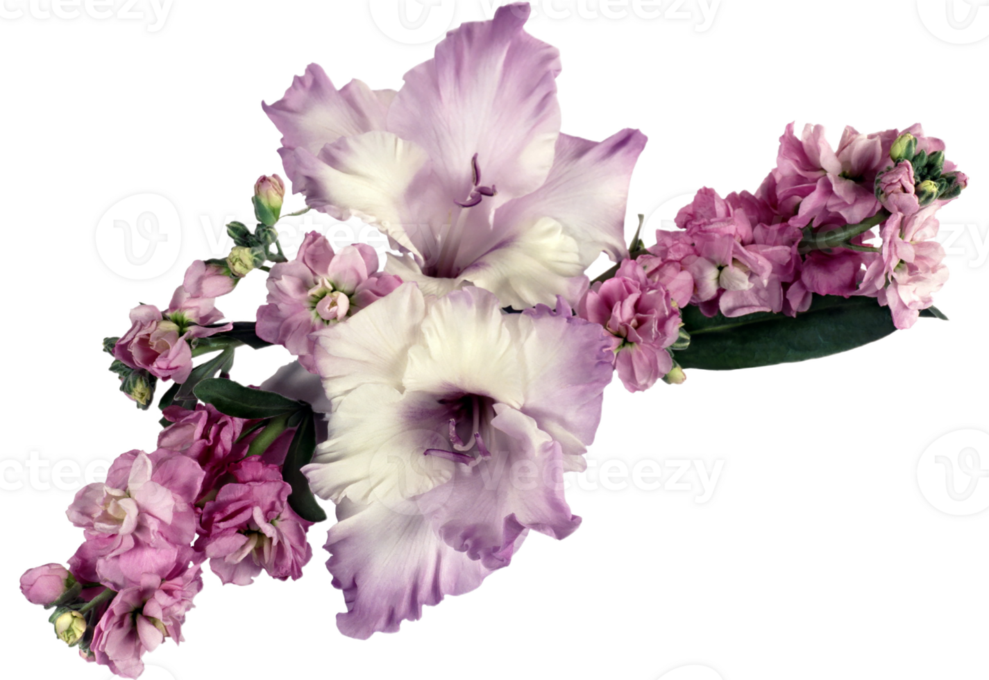 gladiolus png transparent background