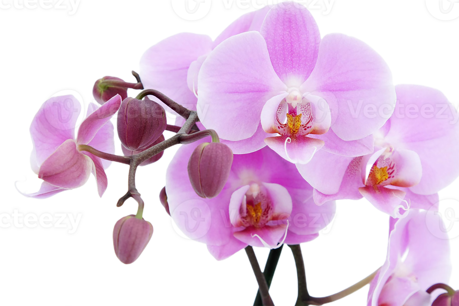 orchid flower png transparent background