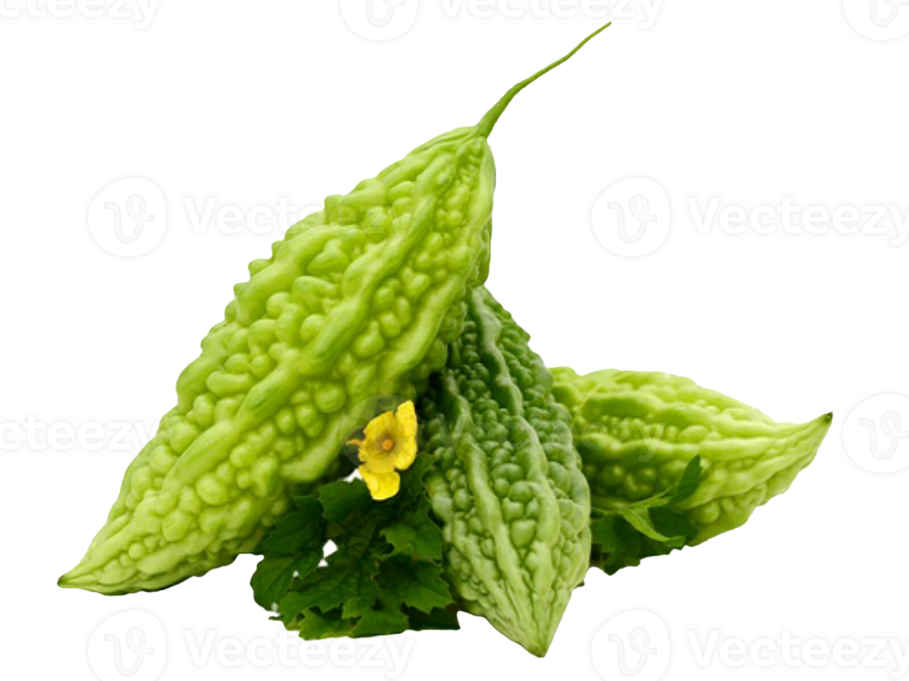 Bitter Gourd Png Transparent Background 29711268 PNG bitter-gourd-png-transparent-background-29711268-png