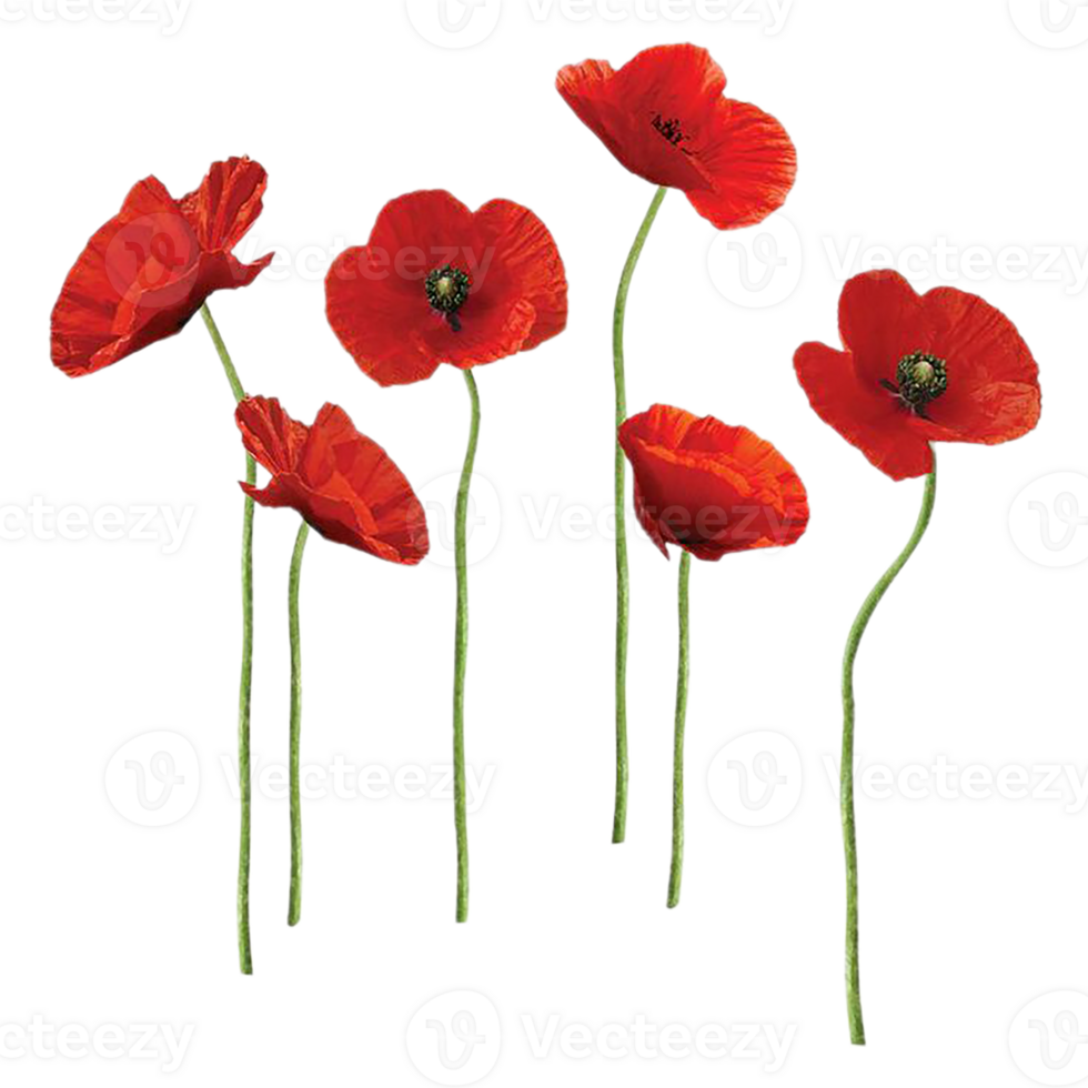 poppy flower png transparent background