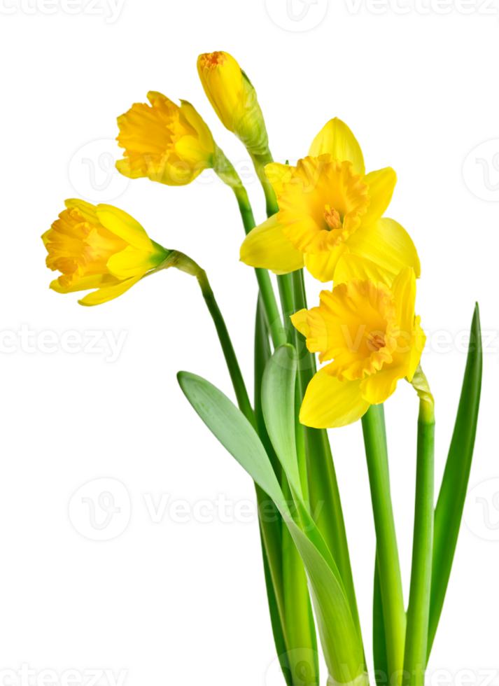 daffodil flower png transparent background 29711304 PNG