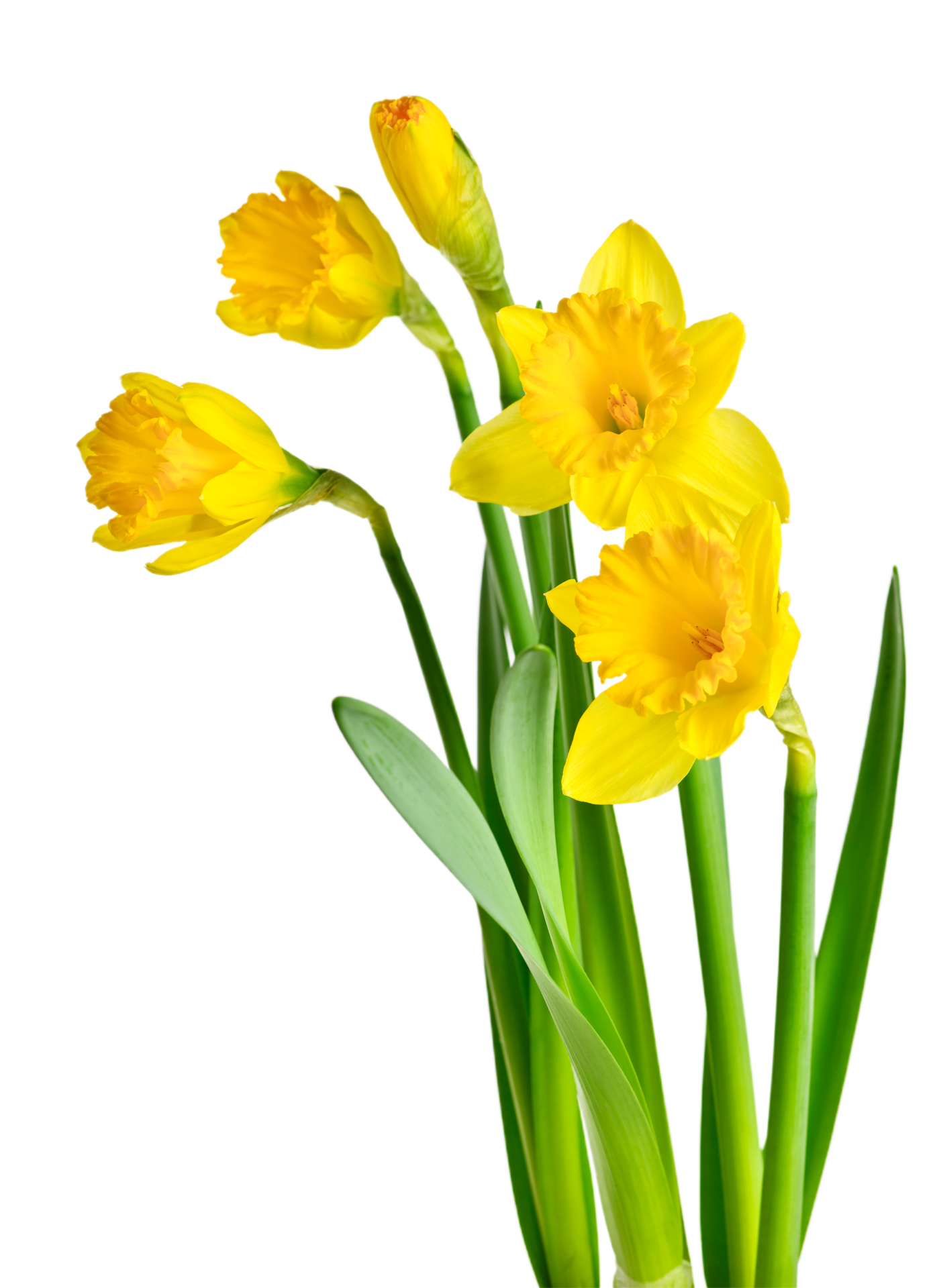 daffodil flower png transparent background 29711304 PNG