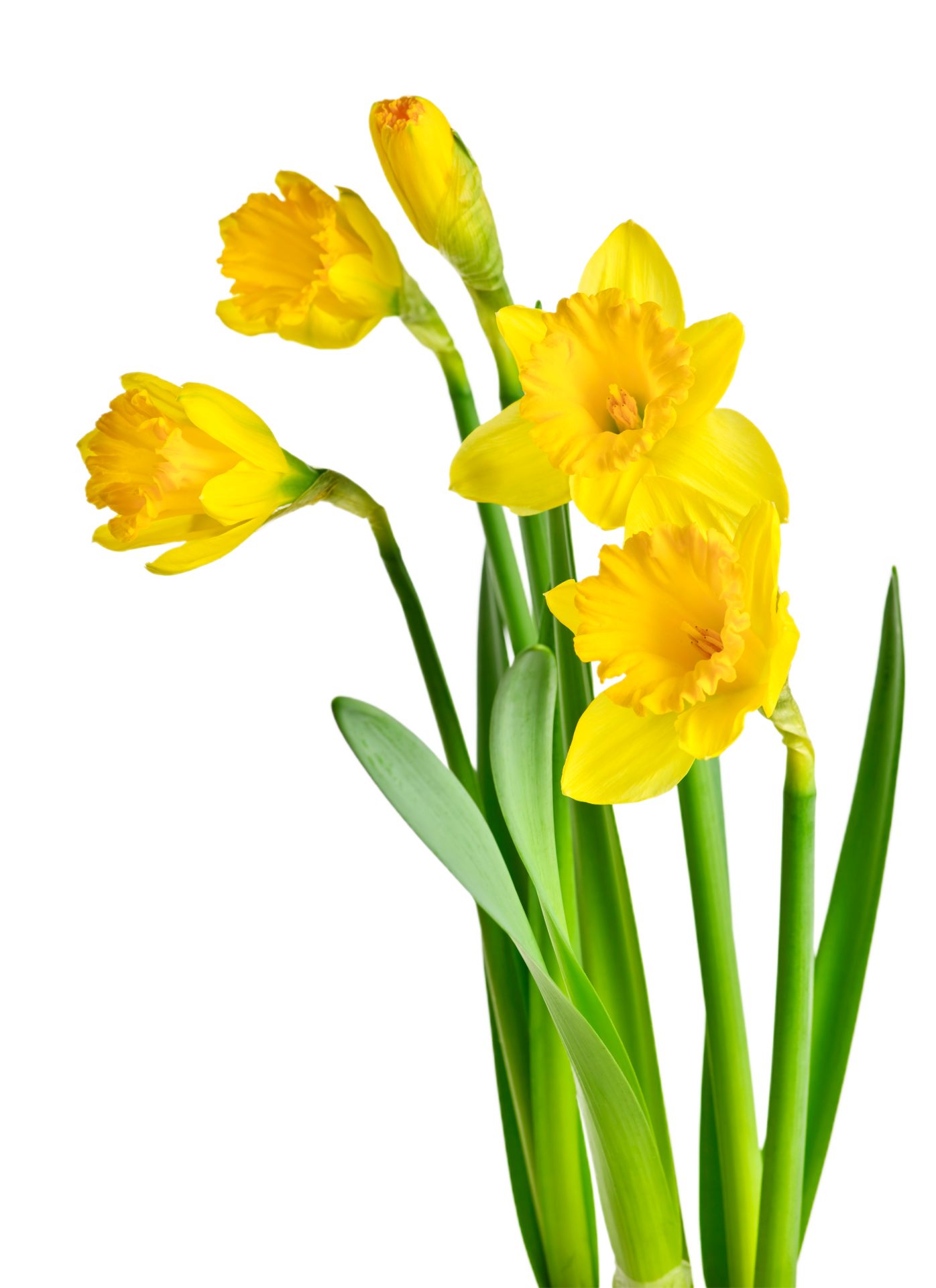 daffodil flower png transparent background 29711304 PNG