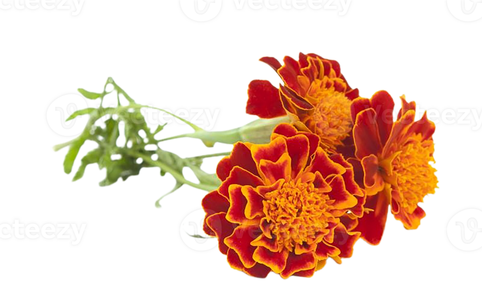 Marigold flower png transparent background 29711315 PNG