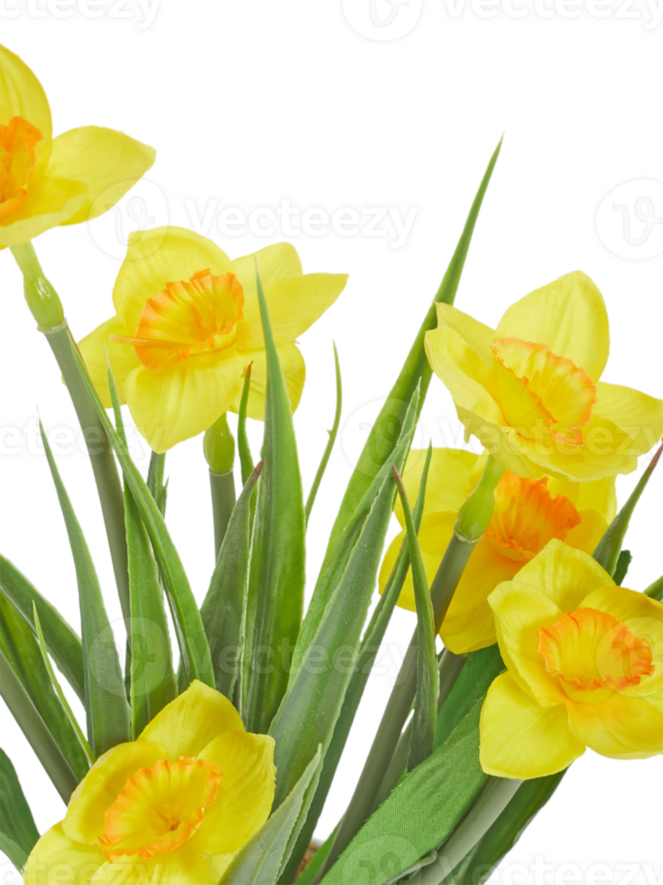 daffodil flower png transparent background