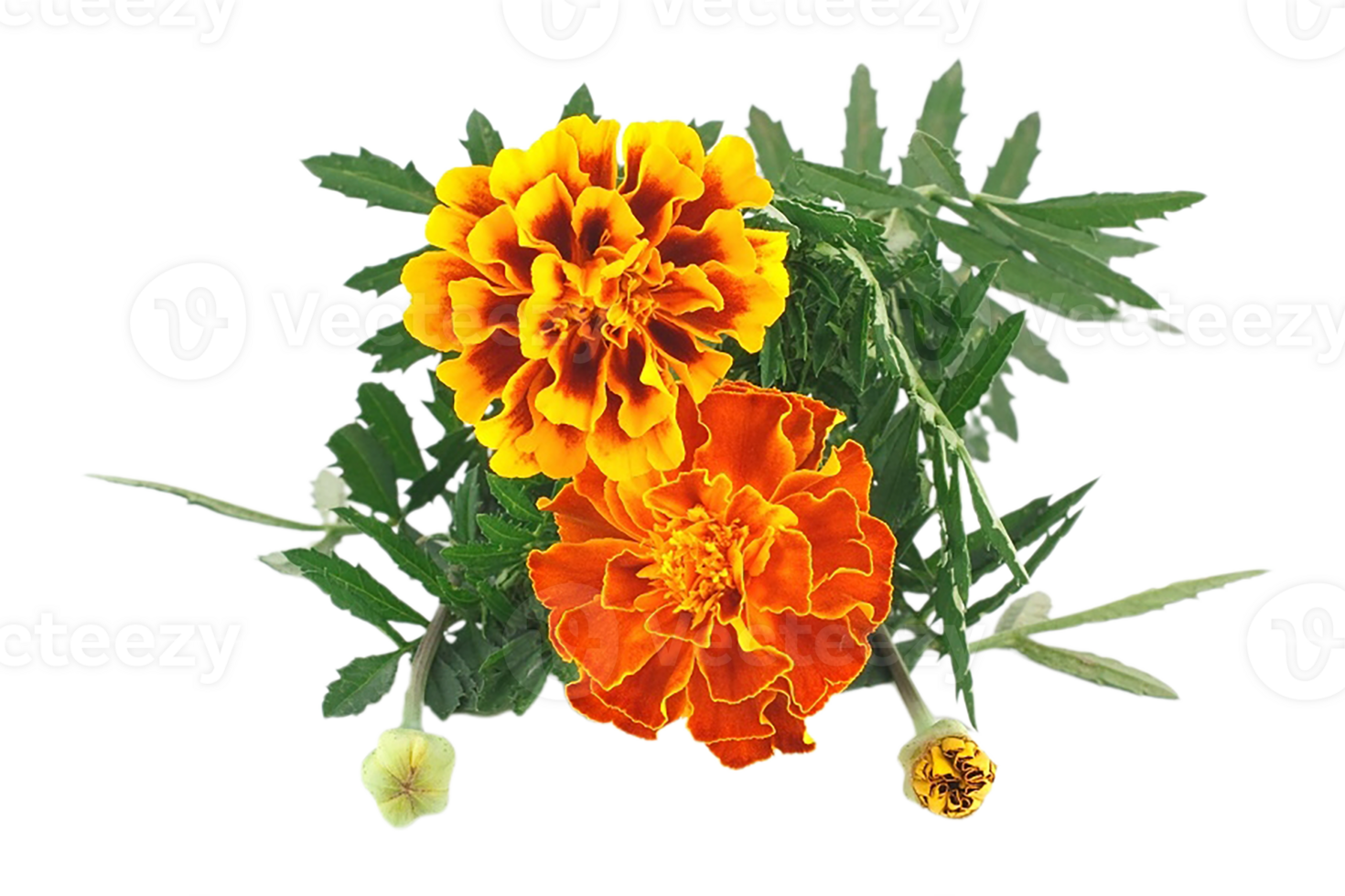 Marigold flower png transparent background 29711333 PNG