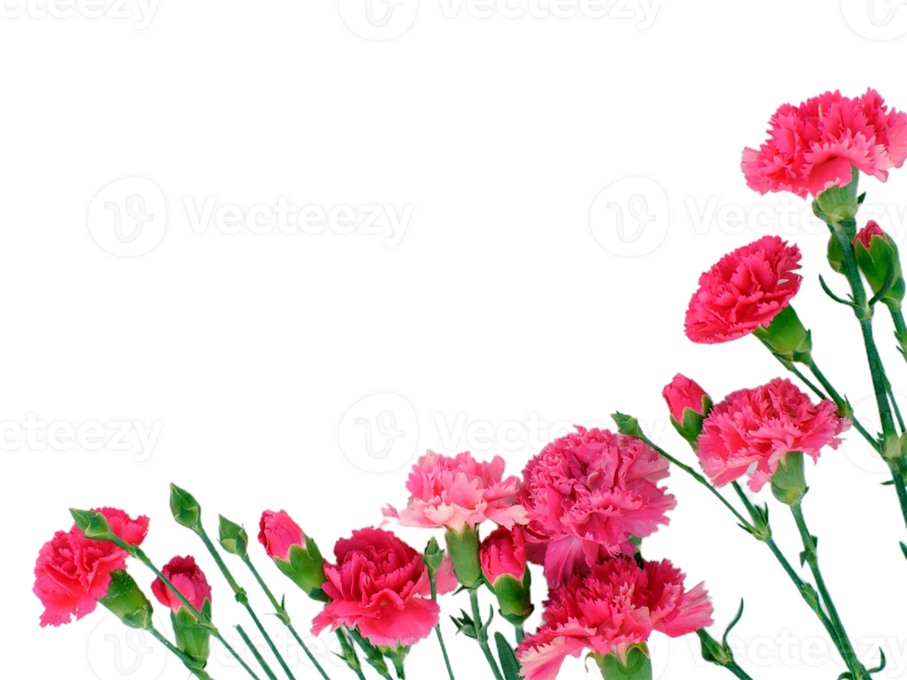 carnation flower png transparent background