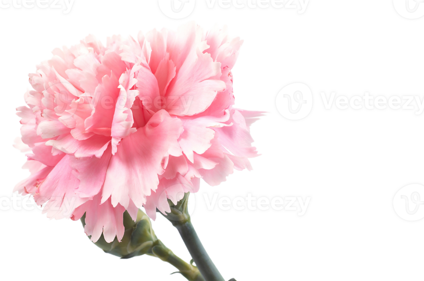 carnation flower png transparent background