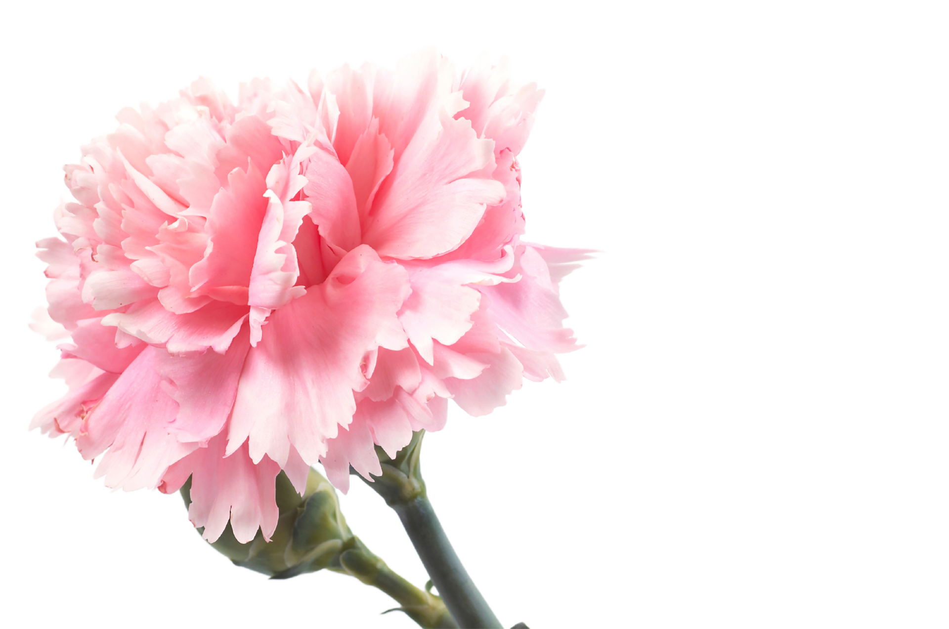 carnation flower png transparent background 29711364 PNG
