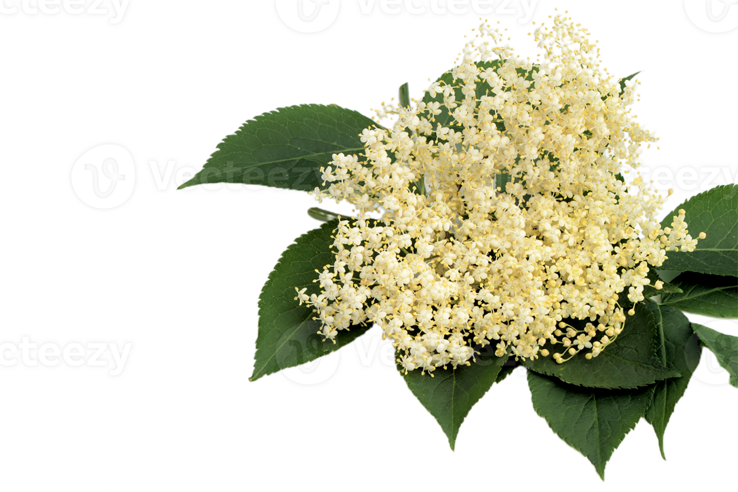 Elderberry flower png transparent background