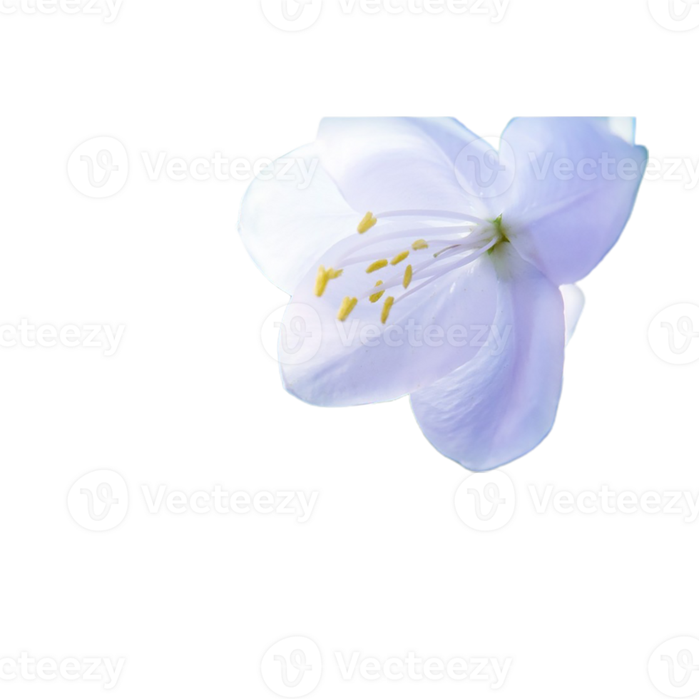 jasmine flower png transparent background