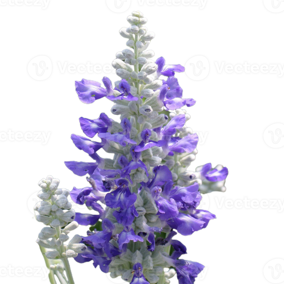 false salvia flower png transparent background