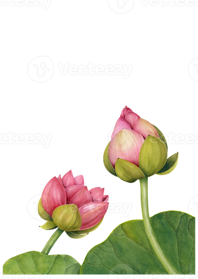 lotus flower png transparent background