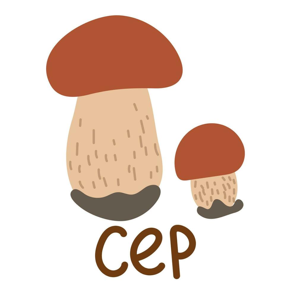 Colorful wild edible cep with cartoon-style names. Isolated vector flat illustration. White mushroom. Edible mushrooms in forests large and small with bright, porous caps, striped trunk, growing