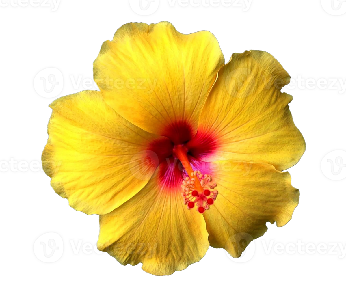 Hibiscus flower png transparent background