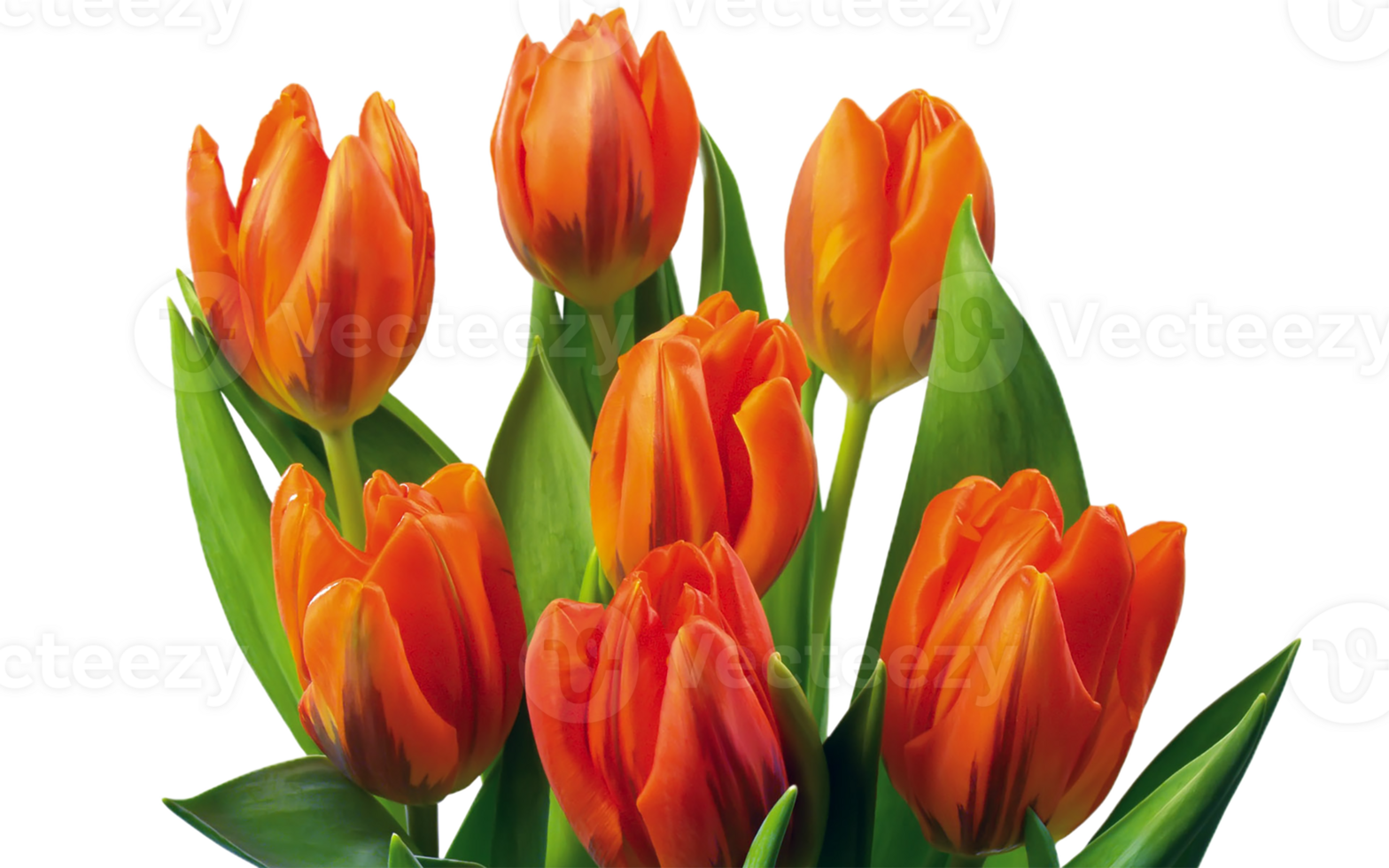 Tulip flower png transparent background