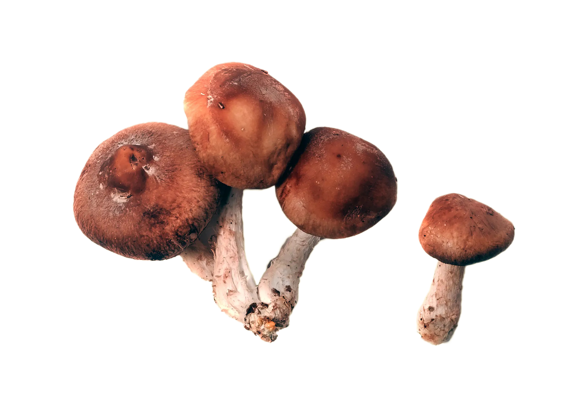 mushroom png transparent background 29711527 PNG