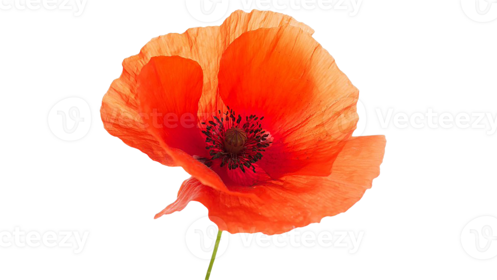 poppy flower png transparent background 29711528 PNG