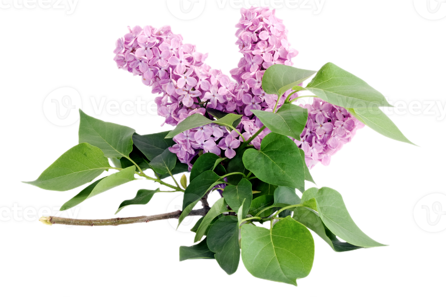 Lilac flower png transparent background