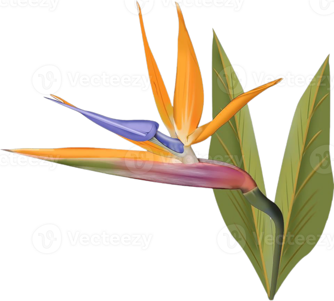 bird of paradise flower png transparent background