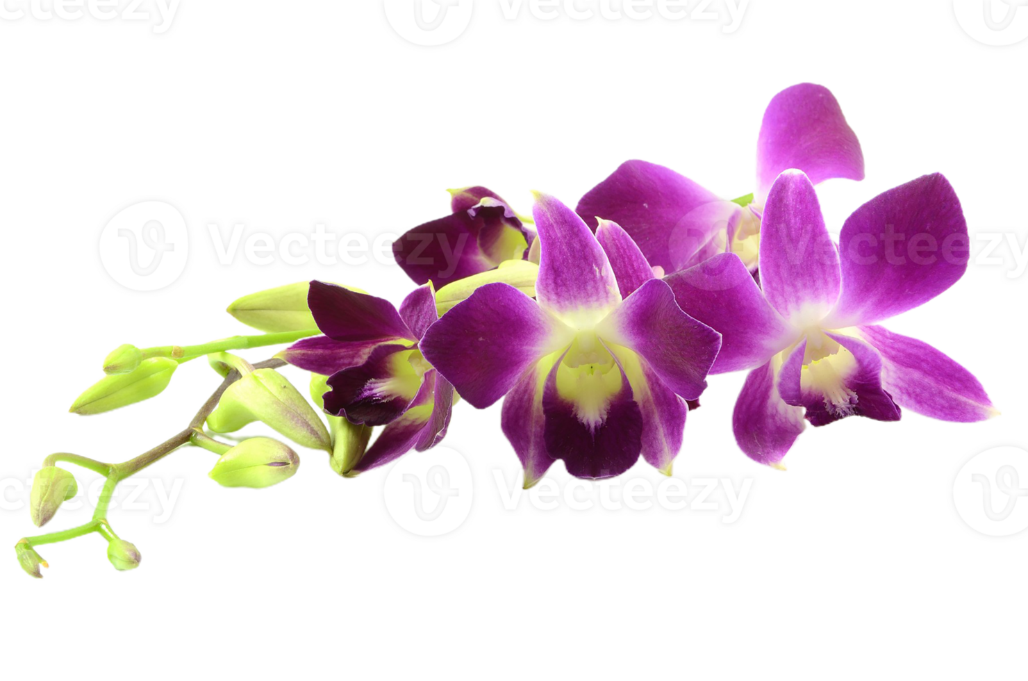 orchid flower png transparent background