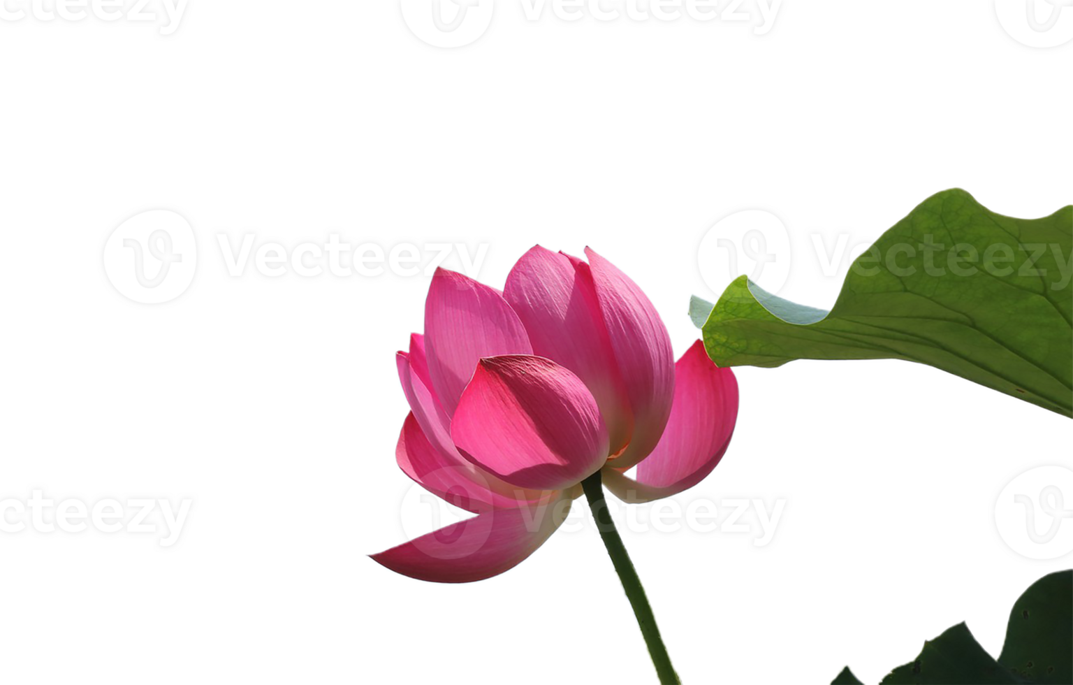 Lotus Blume png transparent Hintergrund