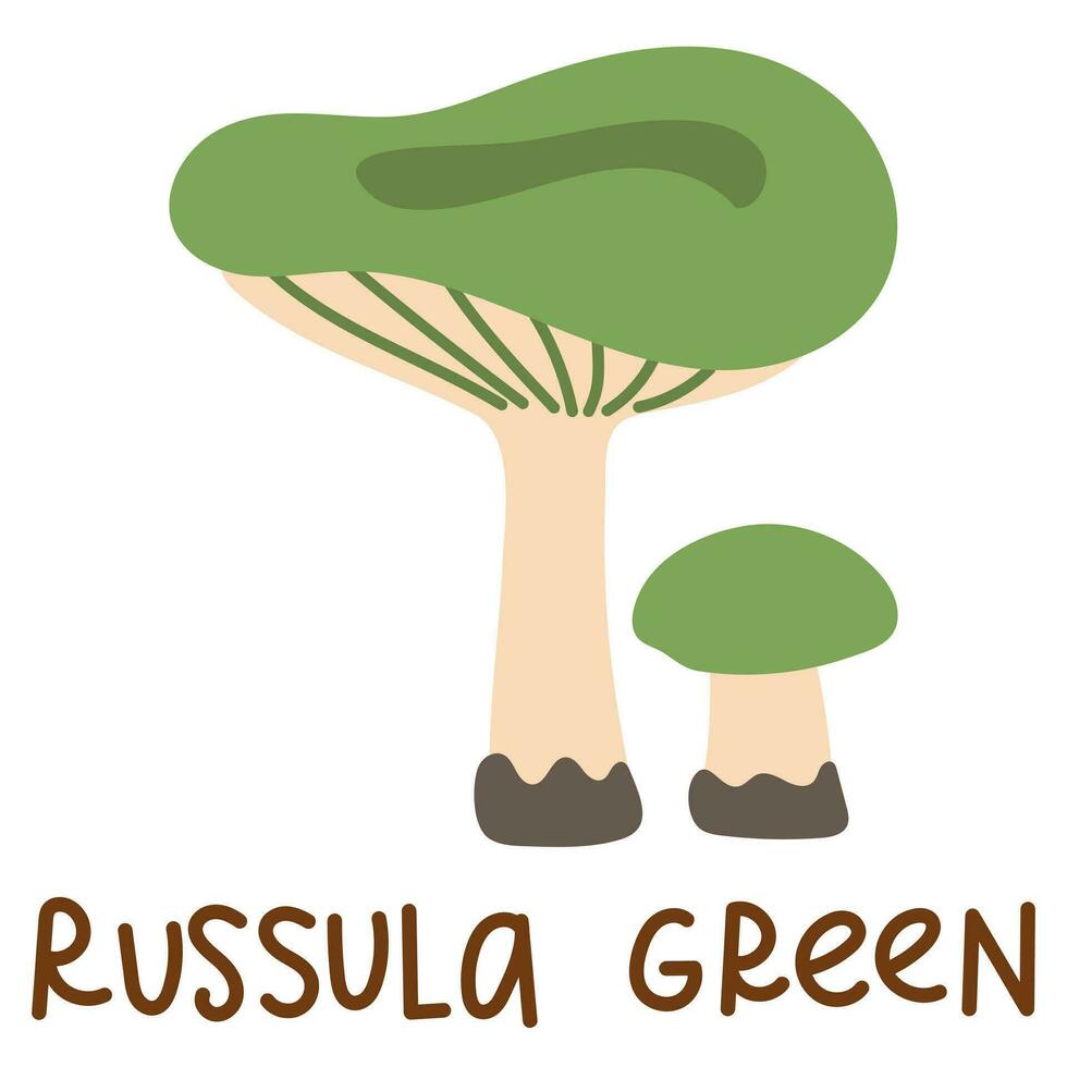 Colorful wild edible russula green with cartoon-style names. Isolated vector flat illustration. Syroezhka mushroom. Edible mushrooms in forests large and small green, plate, growing