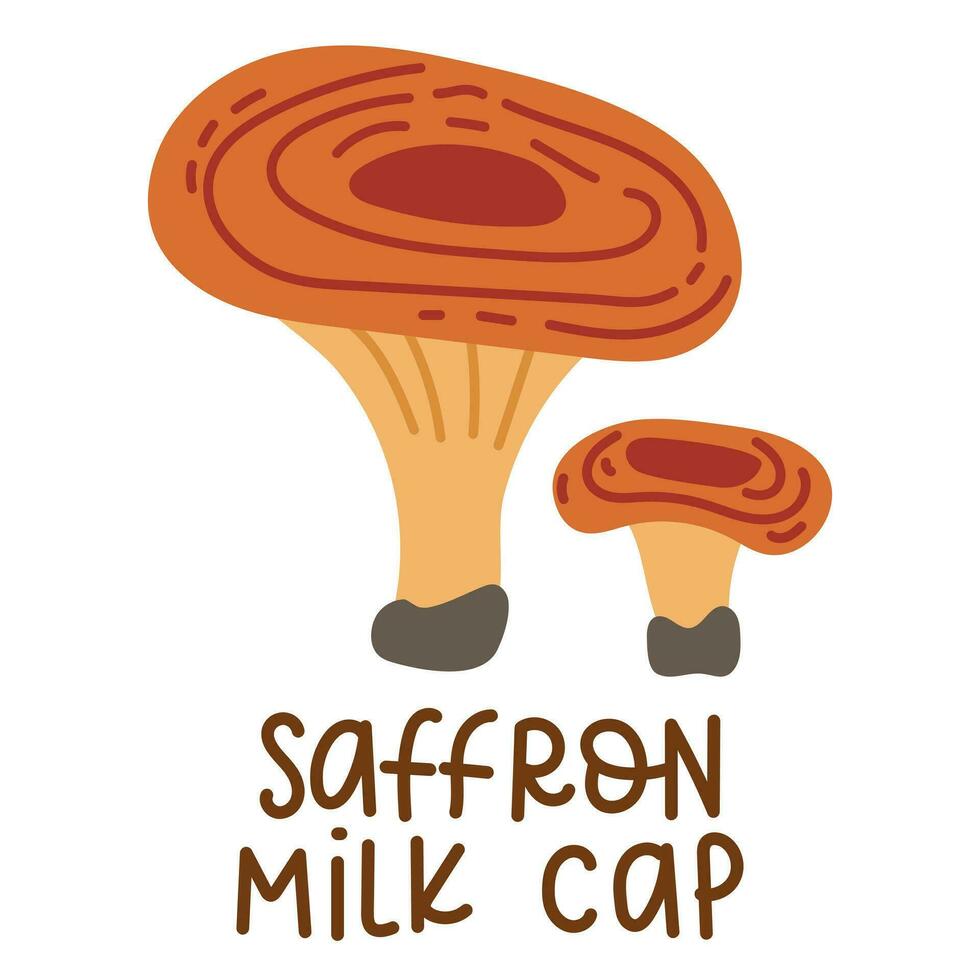 Colorful wild edible saffron milk cap with cartoon-style names. Isolated vector flat illustration. saffron milk cap mushroom. Edible mushrooms in the forests are large and small with red caps, growing
