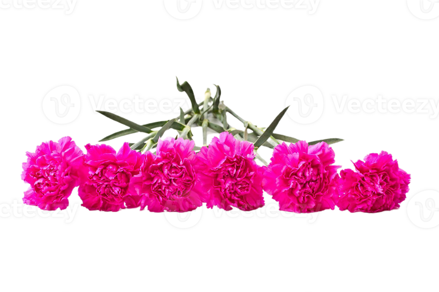 carnation flower png transparent background