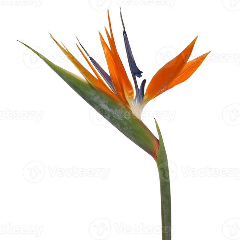 fågel av paradis blomma png transparent bakgrund