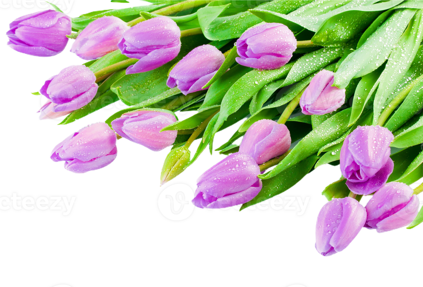 Tulip flower png transparent background