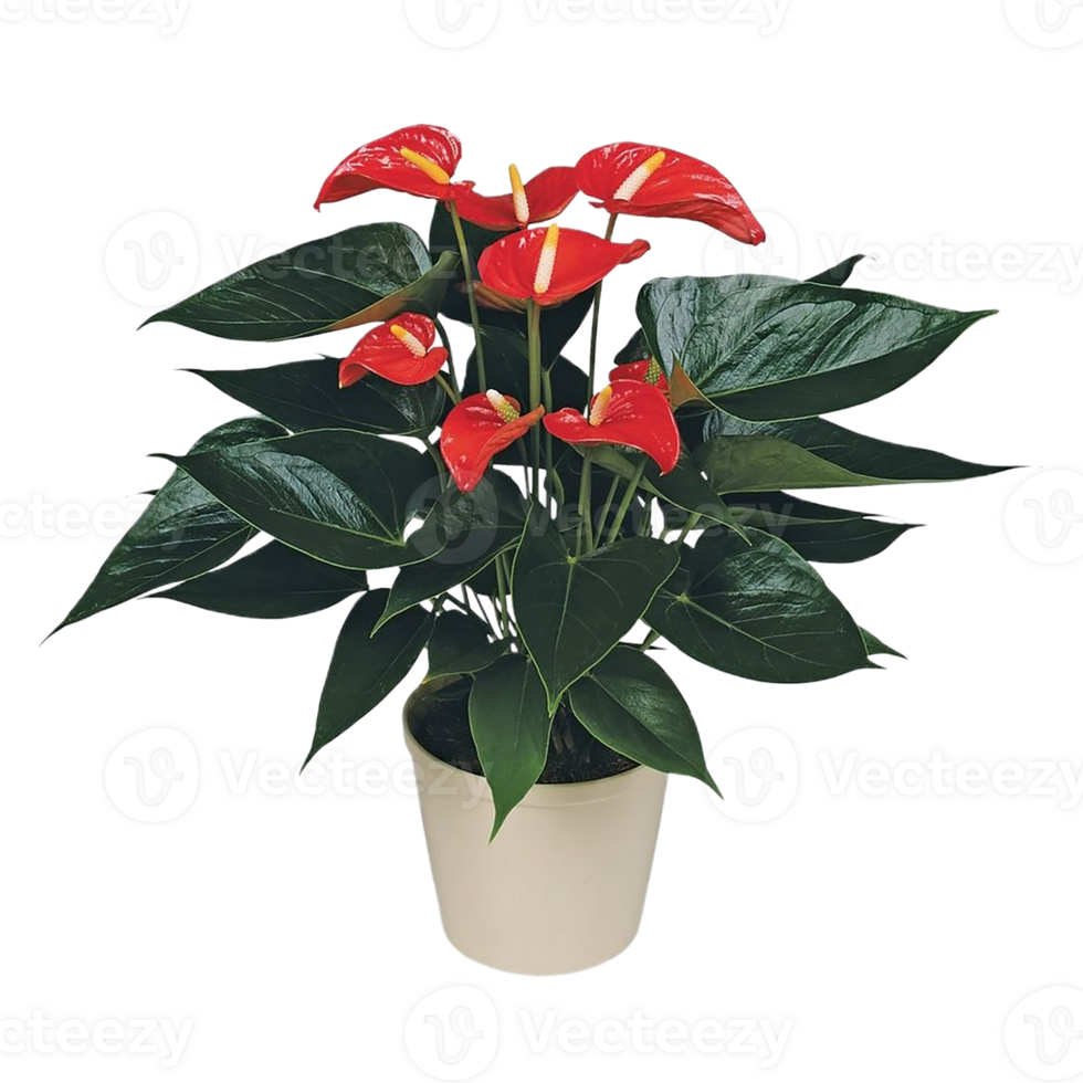 Anthurium flower png transparent background