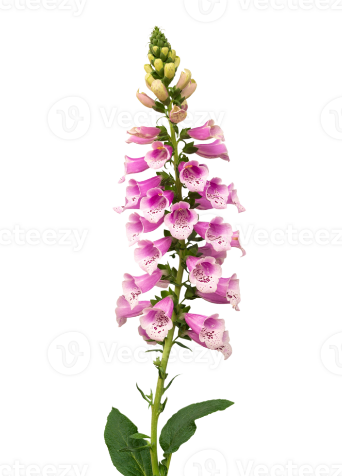 foxglove flower png transparent background