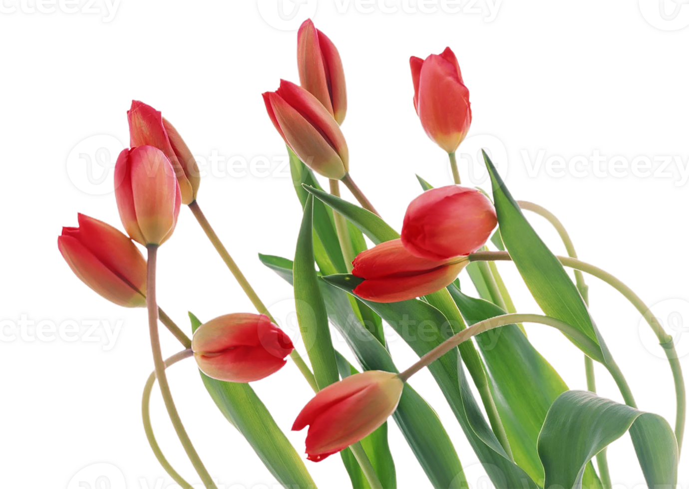 Tulip flower png transparent background