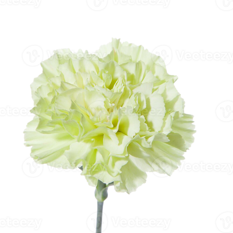 carnation flower png transparent background 29711650 PNG