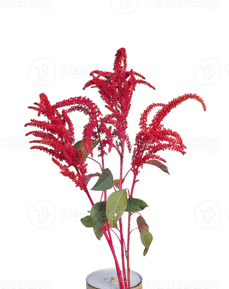 amaranth flower png transparent background