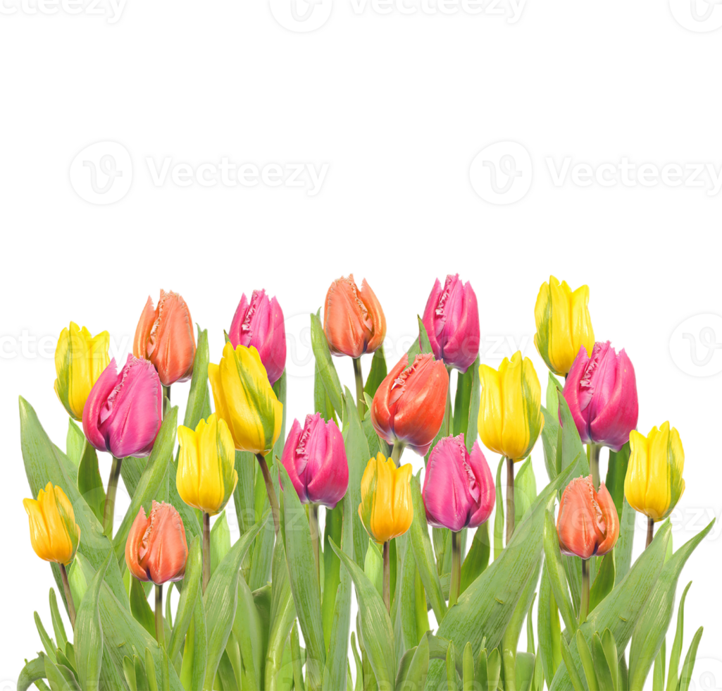 Tulip flower png transparent background
