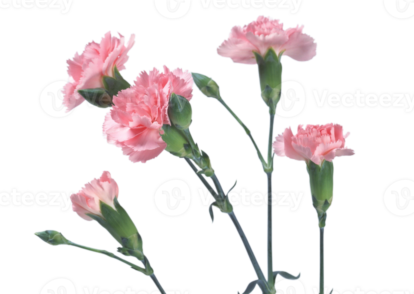 carnation flower png transparent background