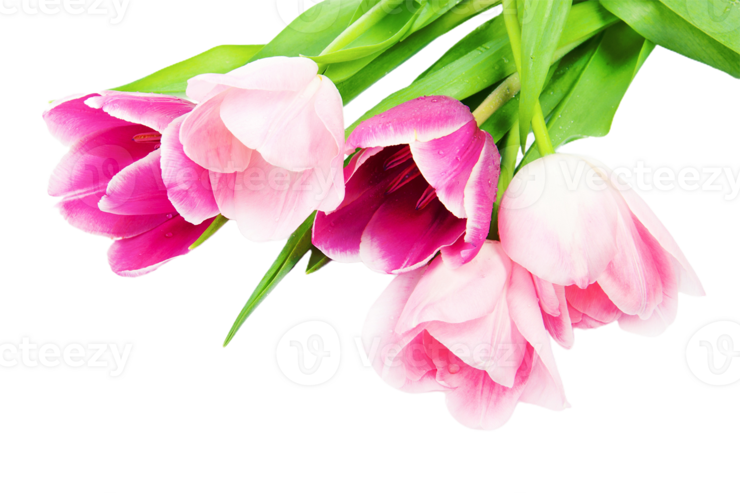 Tulip flower png transparent background