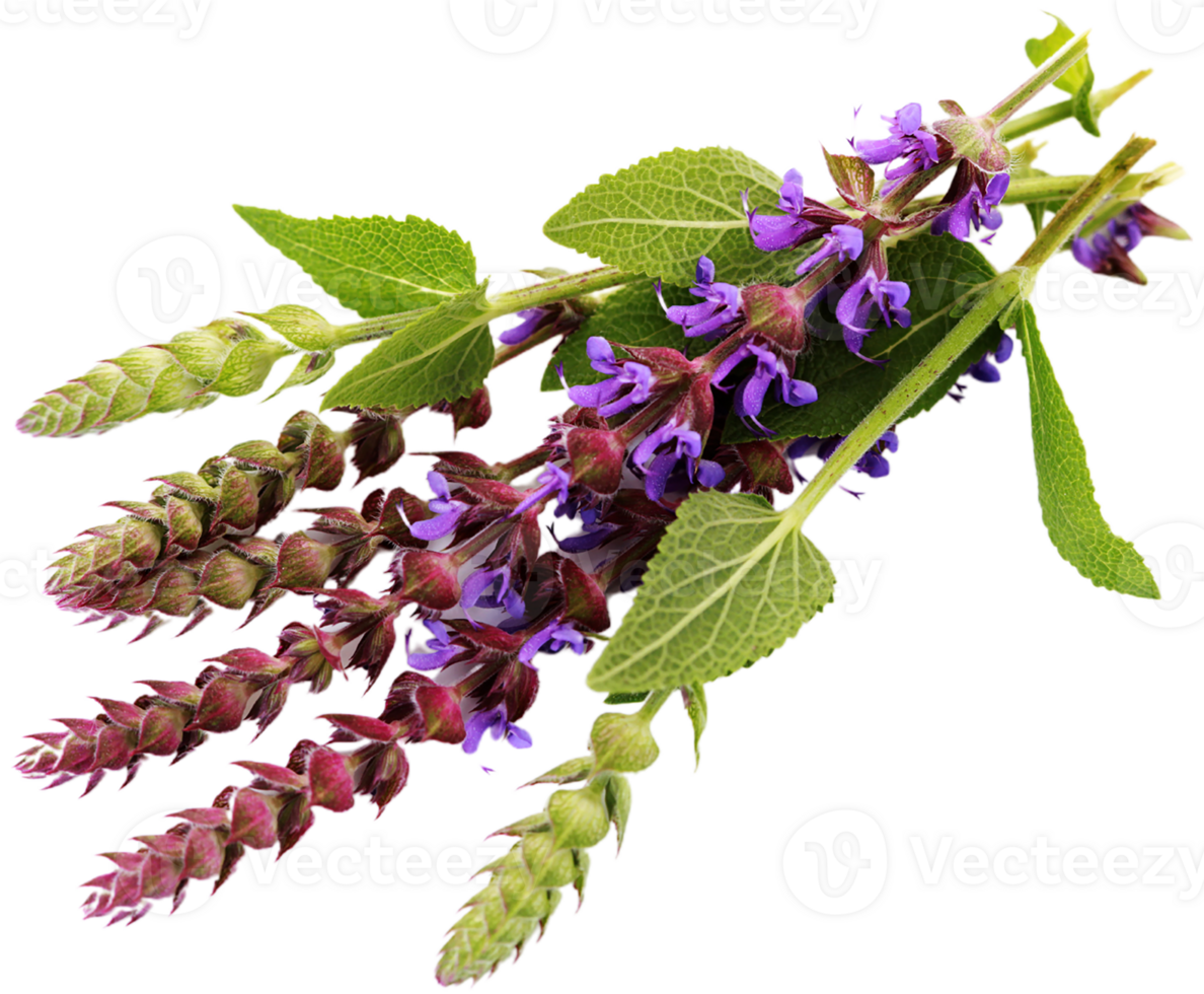 false salvia flower png transparent background