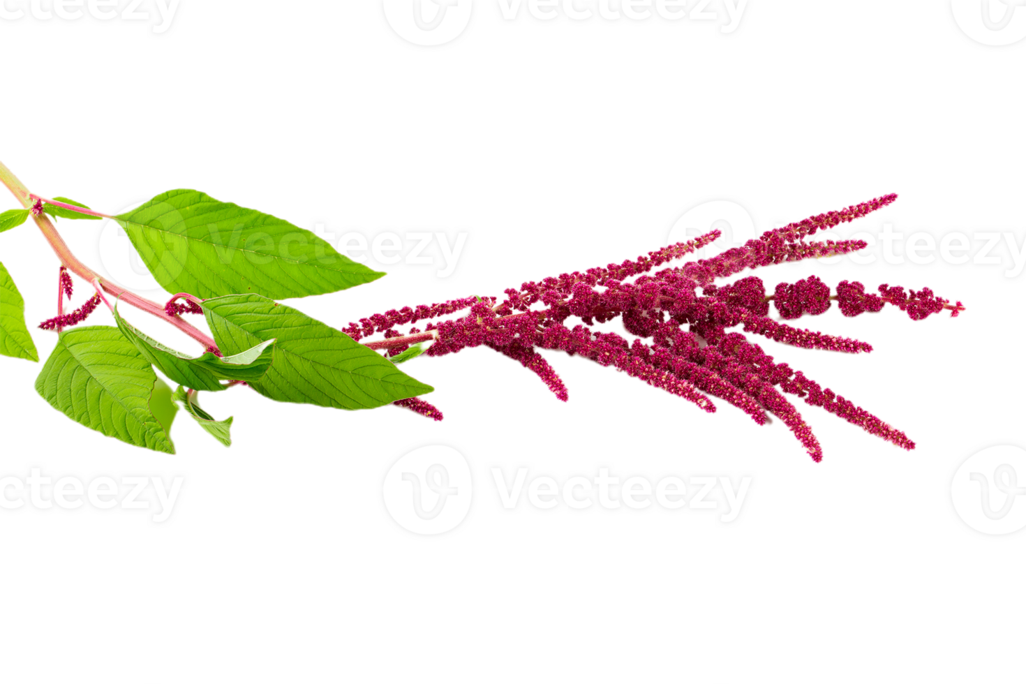 Amaranth Blume png transparent Hintergrund 29711706 PNG