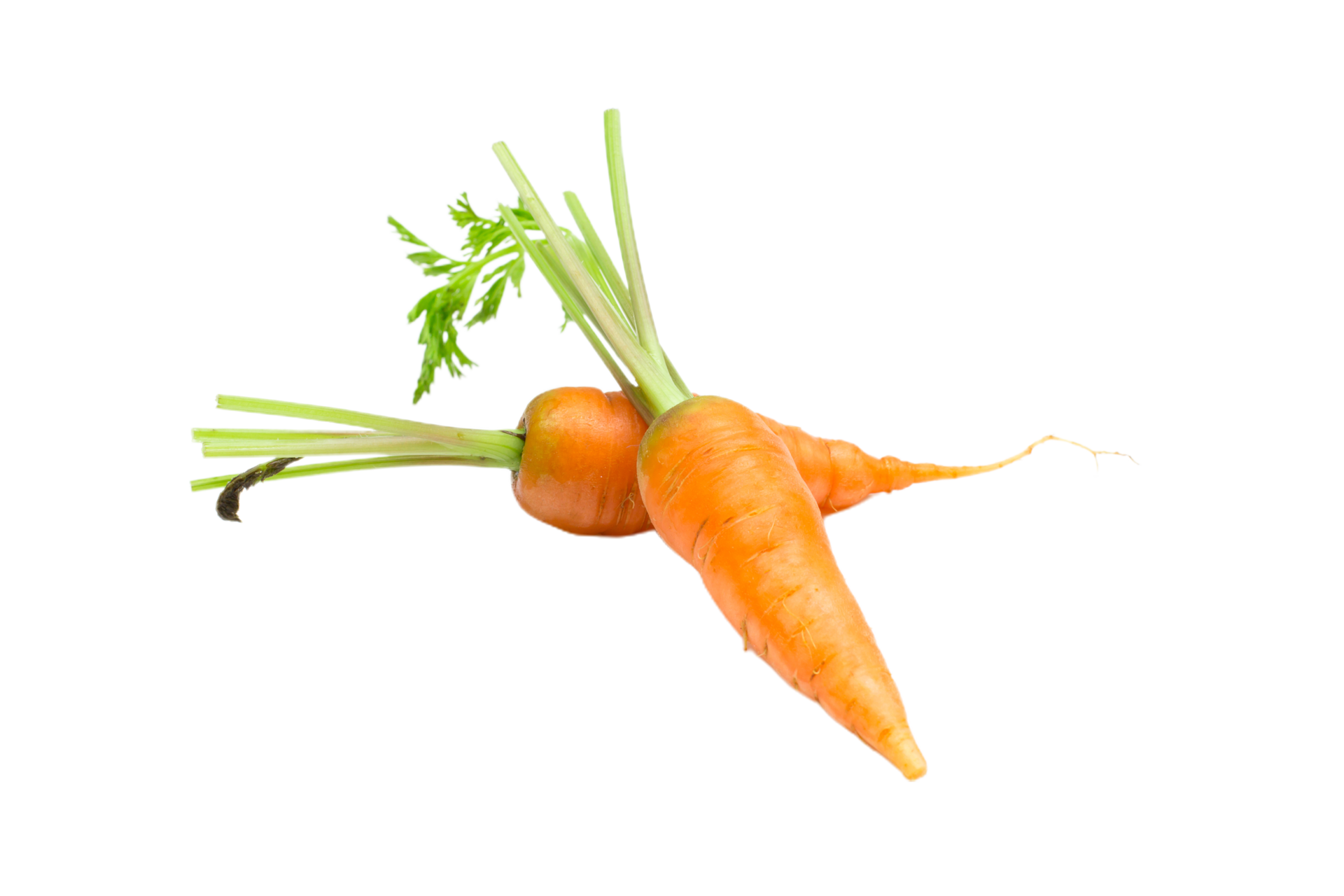 carrot png transparent background 29711711 PNG